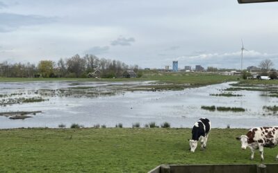 Amstelscheg
